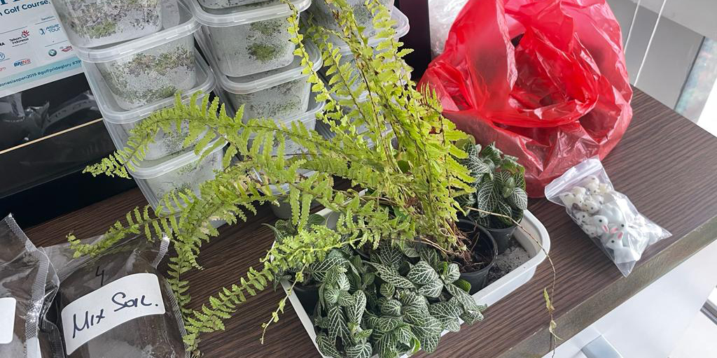 Succulents. 