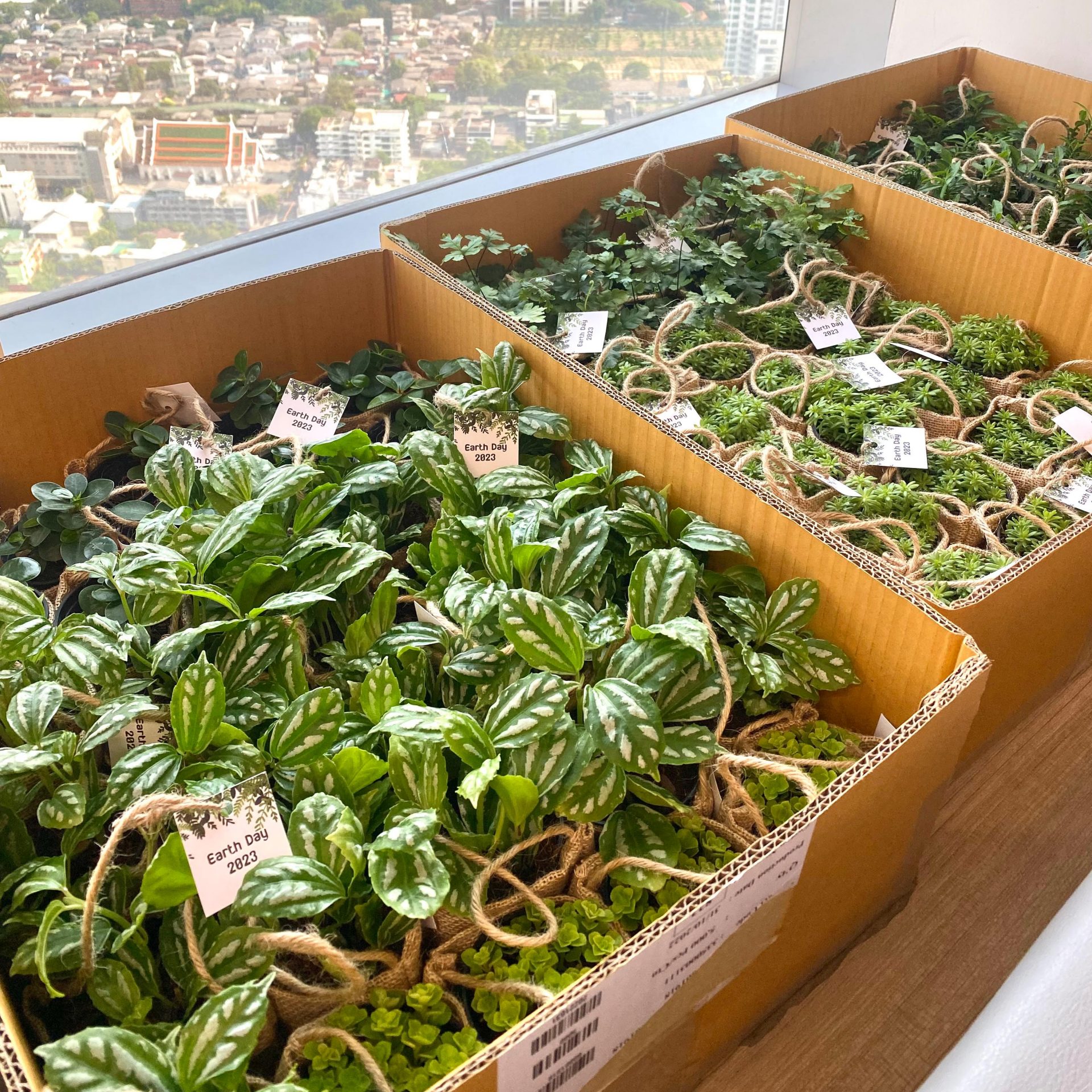 Many plants in boxes. 