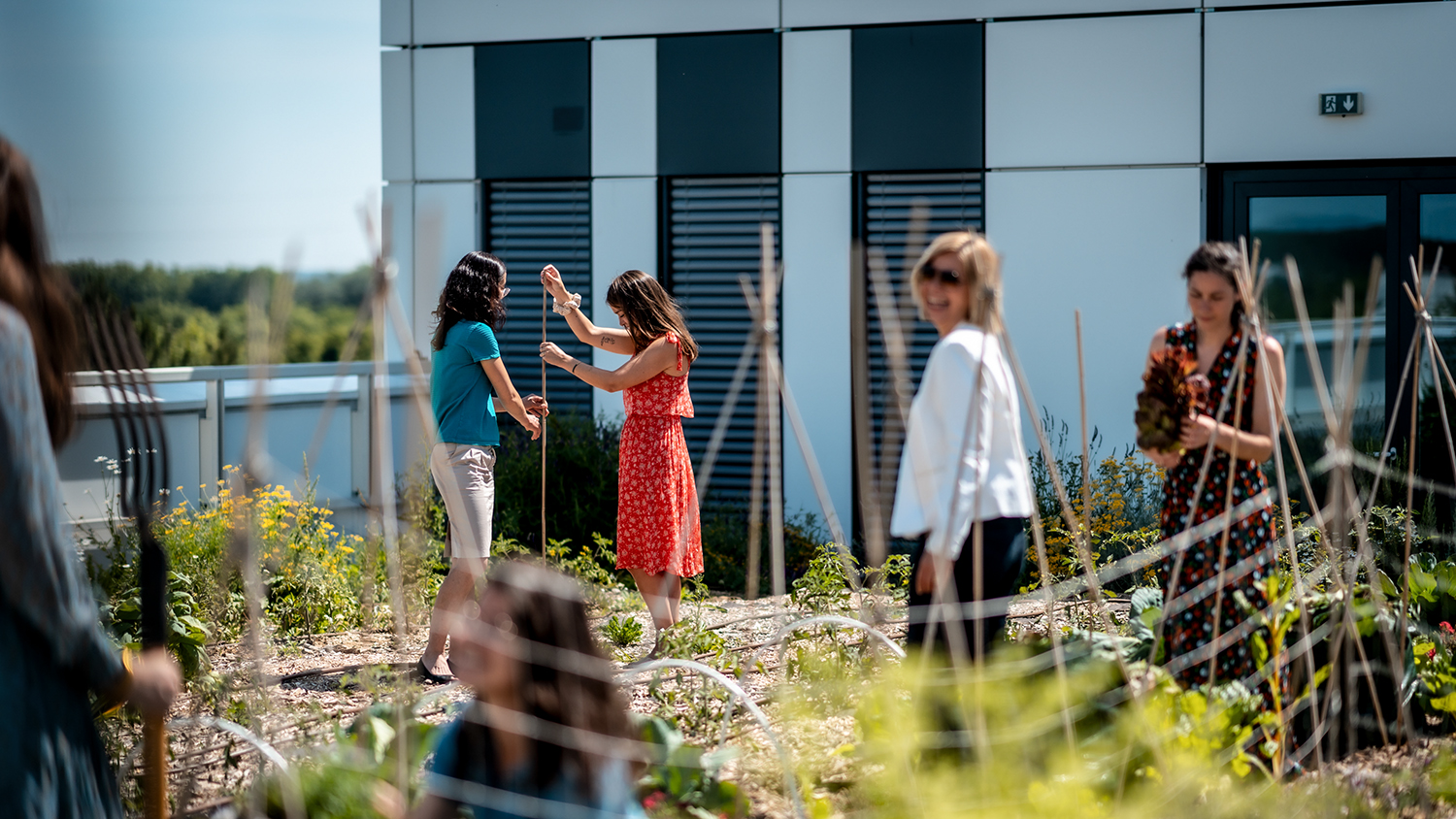 Durabilité et fraîcheur : Notre Roof Garden.