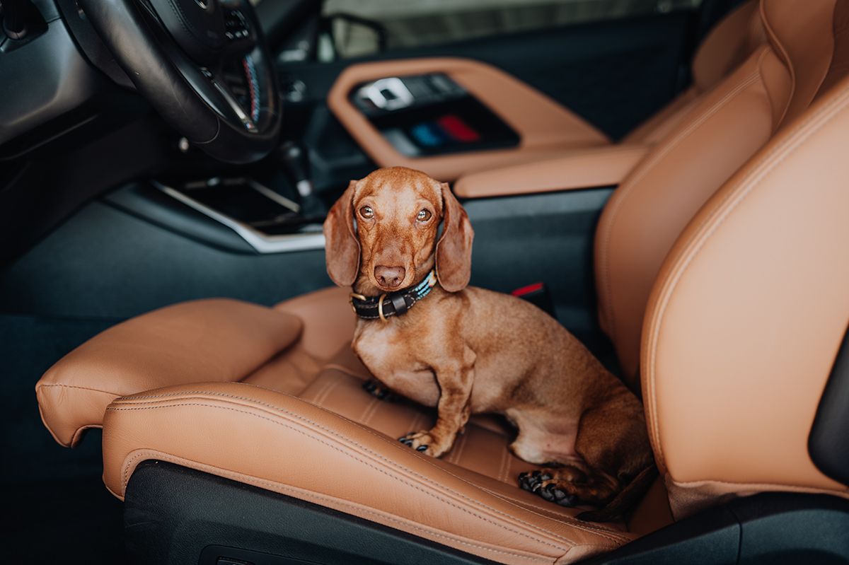 BMW Group employee's Dachshund sitting in the driver's seat of a BMW M2.