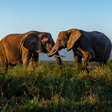 Two elephants