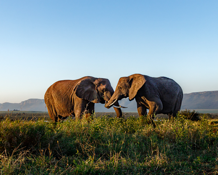 Two elephants