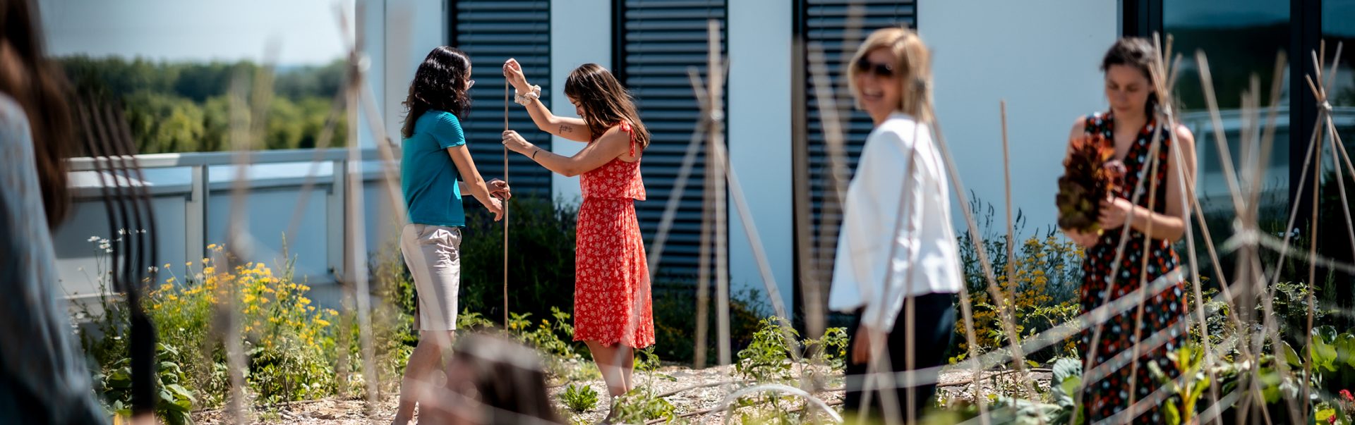 Four employees are doing garden work on the roof garden of the BMW Group campus in France