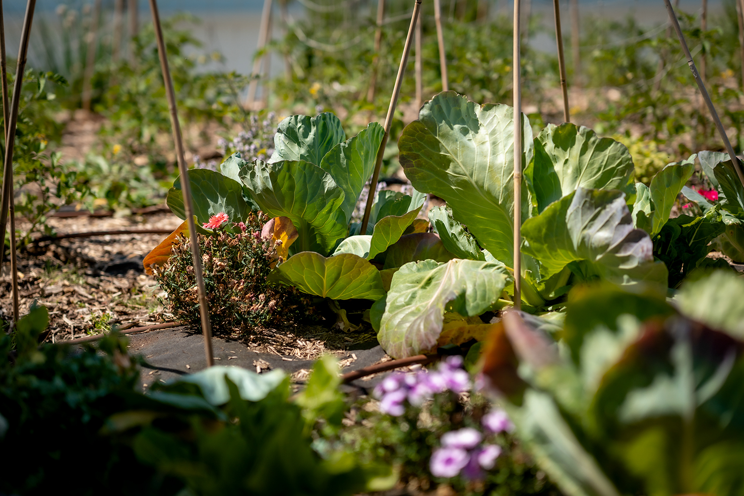 Salads on the roof garden of the BMW Group campus in France