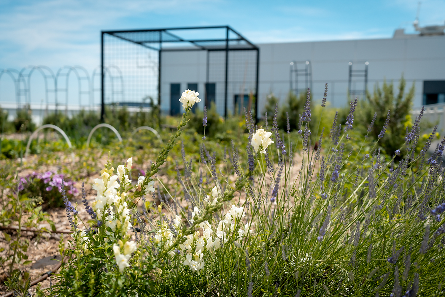 Greenery on the roof garden of the BMW Group campus in France