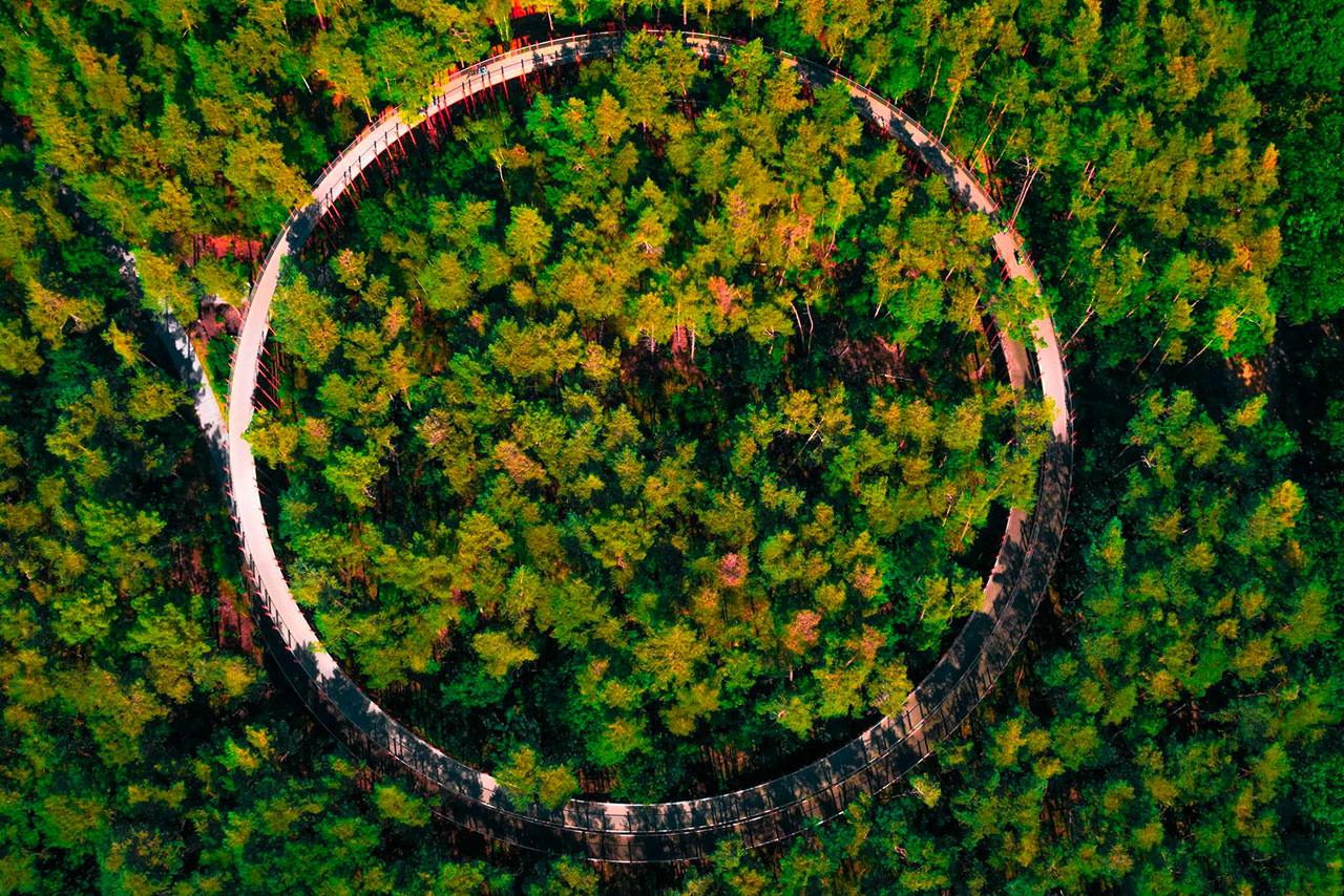 A bridge in the forest from above.